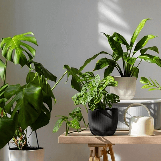 Elegant pathways to enhance your garden p2 |