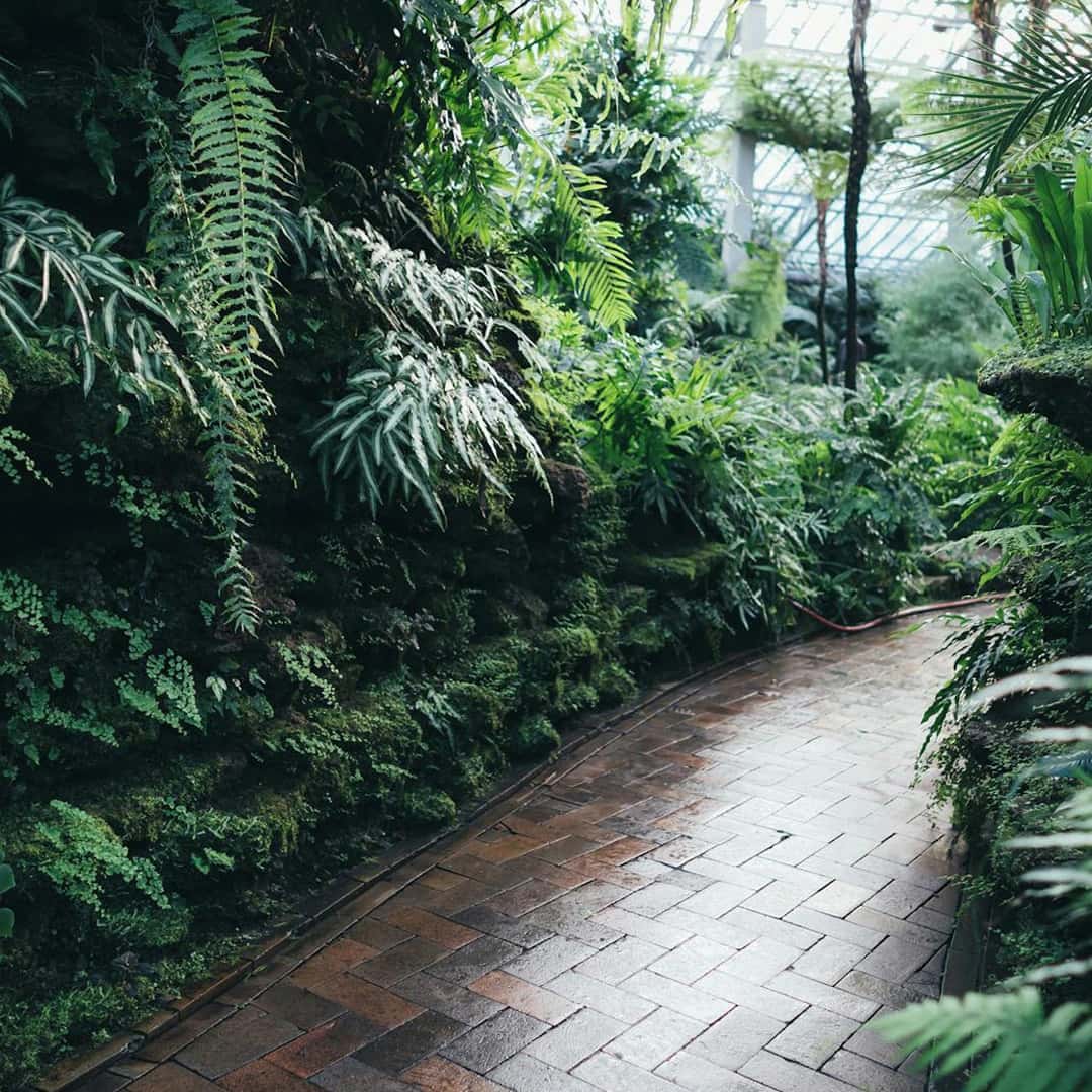 Tree surgery services |