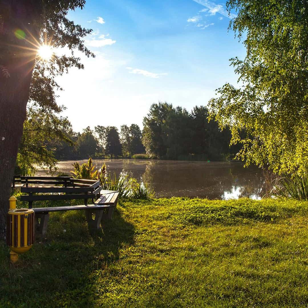 Tree surgery services |