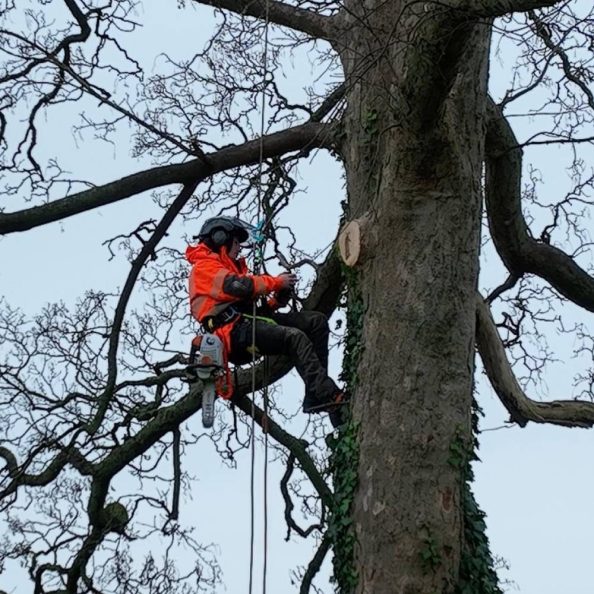 Tree-surgery-services